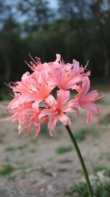 Nerine sarniensis 'Pink'