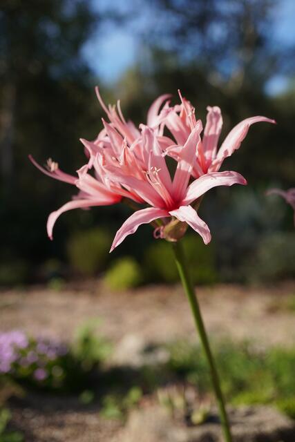 Nerine sarniensis 'Pink'