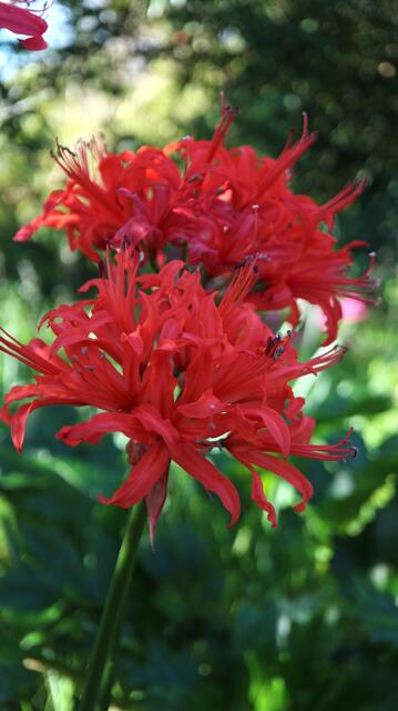 Nerine sarniensis 'Red'
