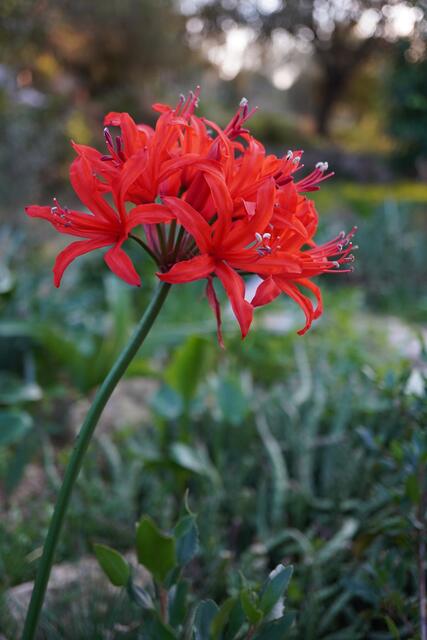 Nerine sarniensis 'Red'