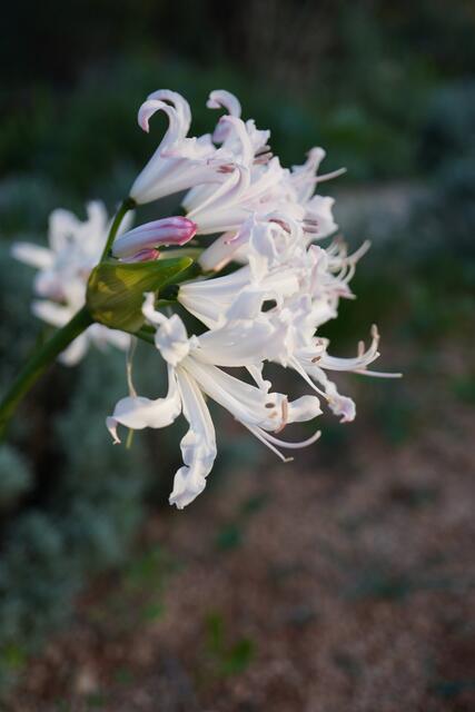 Nerine sarniensis 'White'