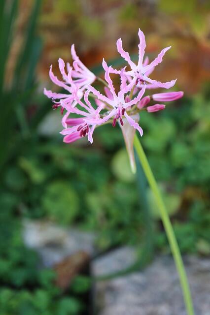 Nerine undulata