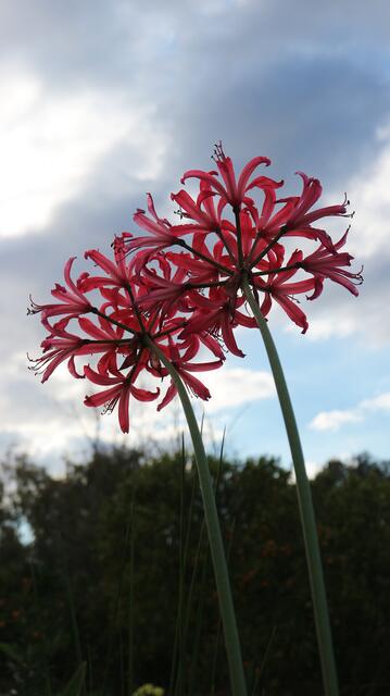Nerine X 'Purple Robbs'