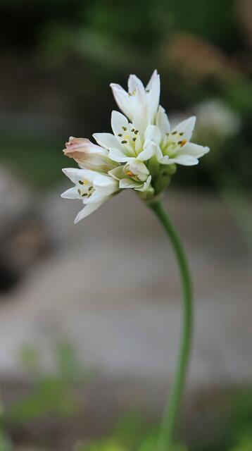 Nothoscordum gracile