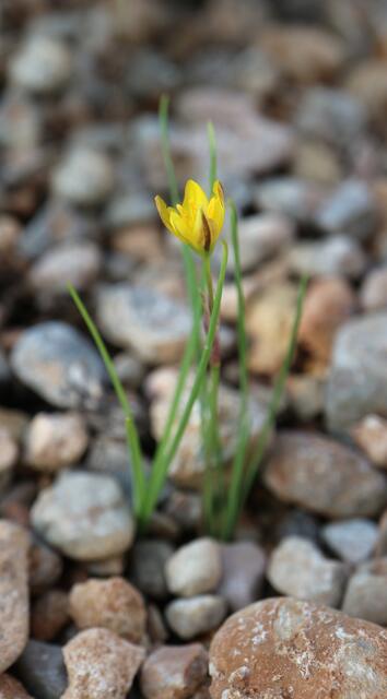 Nothoscordum montevidense