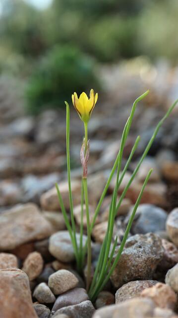 Nothoscordum montevidense