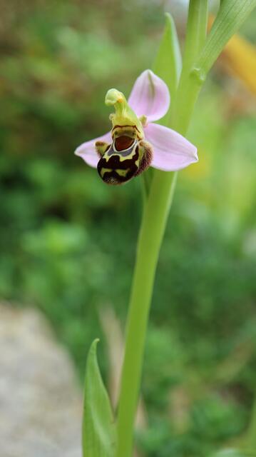Ophrys apifera