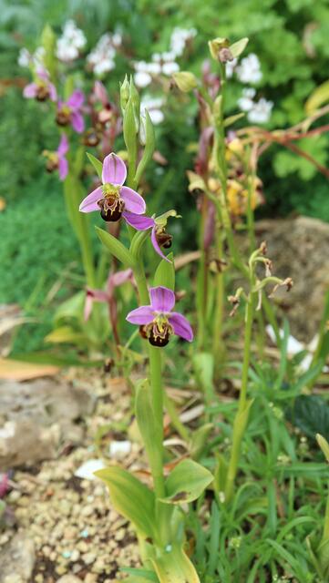 Ophrys apifera / ex Mallorca