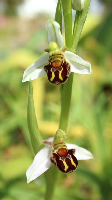 Ophrys apifera f. alba