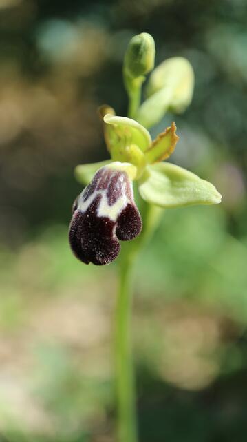 Ophrys arnoldii