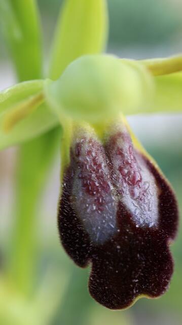 Ophrys bilinulata