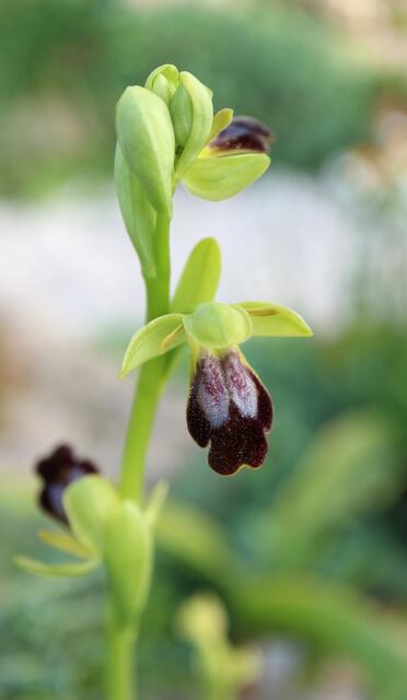 Ophrys bilunulata
