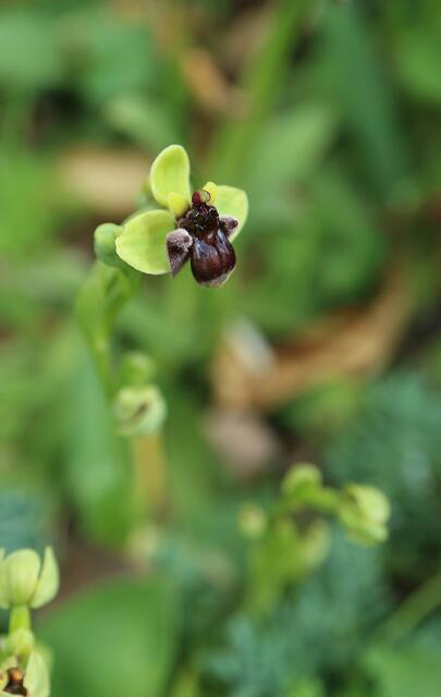 Ophrys bombylliflora