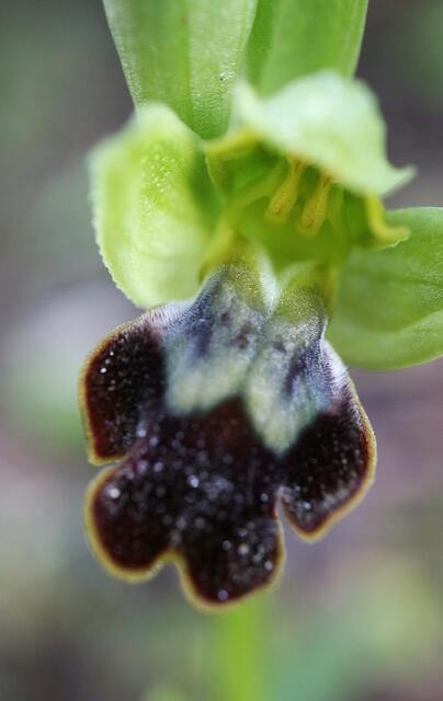 Ophrys decembris