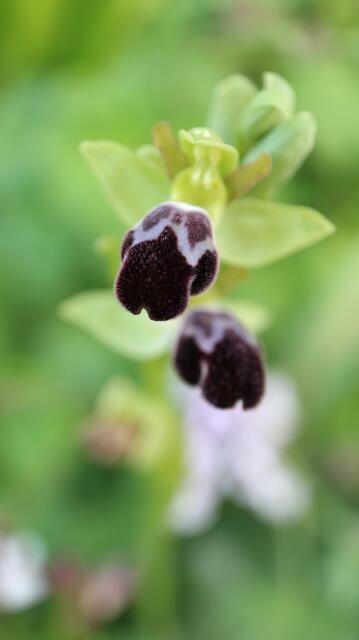 Ophrys dyris