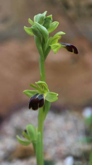 Ophrys fusca