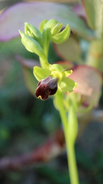 Ophrys lupercalis