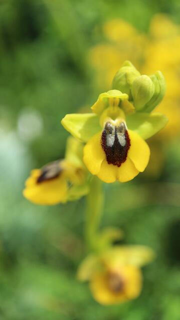 Ophrys lutea
