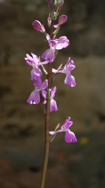 Ophrys mascula subsp. laxifloriformis