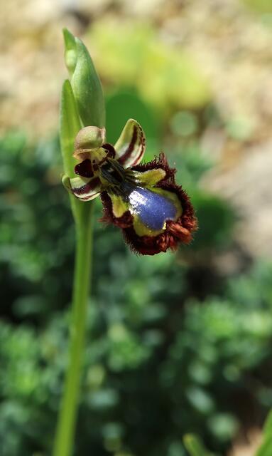 Ophrys speculum