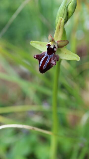 Ophrys sphegodes