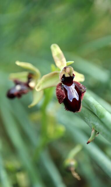 Ophrys sphegodes subsp. atrata x O. balearica