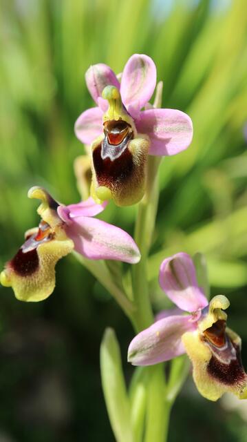 Ophrys tethrendinifera