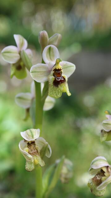 Ophrys ulissae