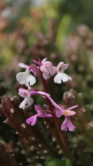 Orchis anatolica