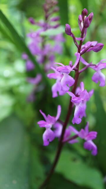 Orchis mascula