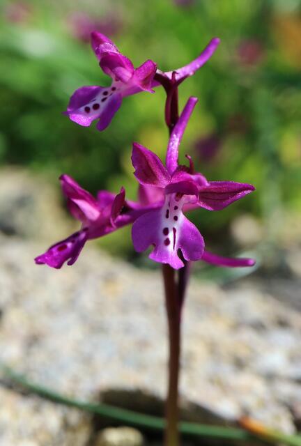 Orchis x seziquiana