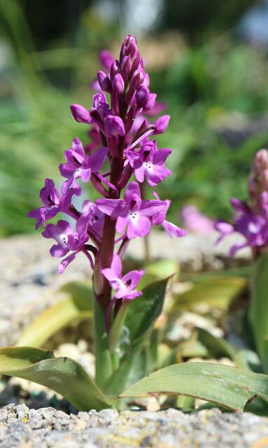 Orchis x seziquiana / ex Crete