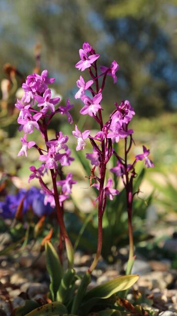 Orchis x seziquiana / ex Crete