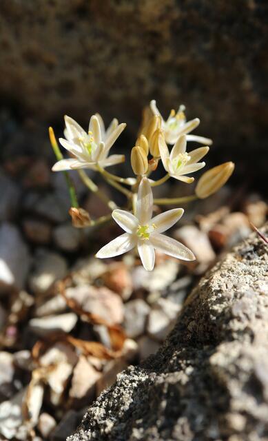 Ornithogalum adsententrionesvergentulum