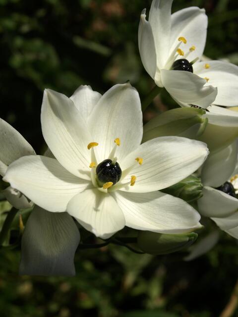 Ornithogalum arabicum