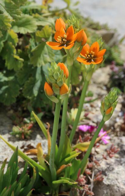 Ornithogalum dubium