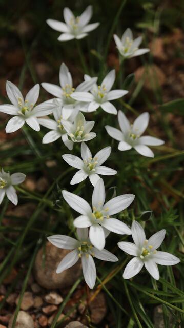Ornithogalum excapum
