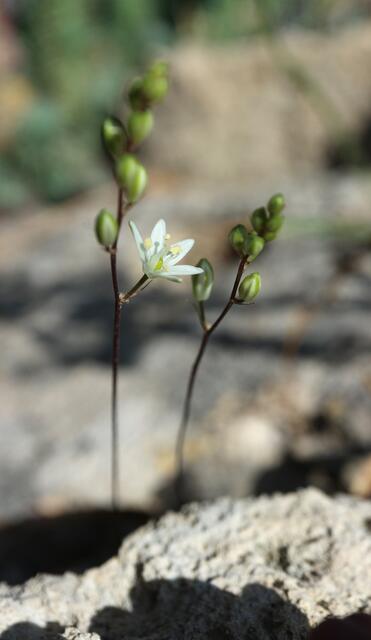 Ornithogalum hispidum
