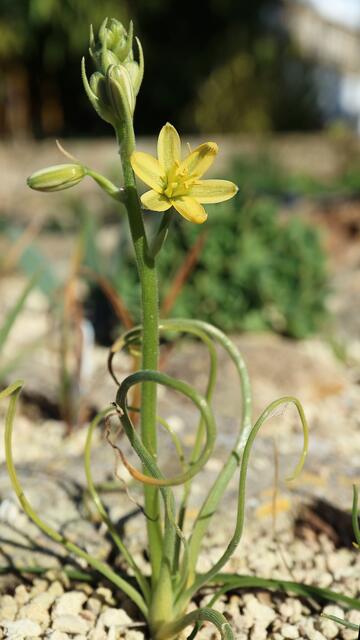 Ornithogalum multifolium