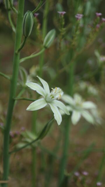 Ornithogalum narbonense