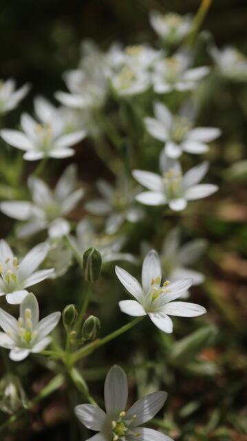 Ornithogalum nivale