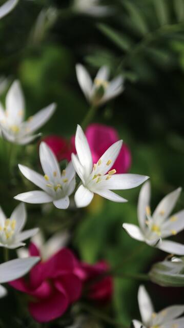 Ornithogalum nivale / ex Crete