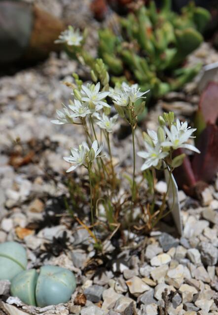 Ornithogalum sardienii
