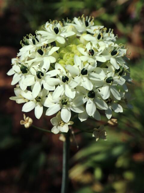 Ornithogalum saundersii