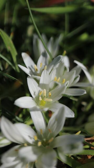 Ornithogalum sibthorpii