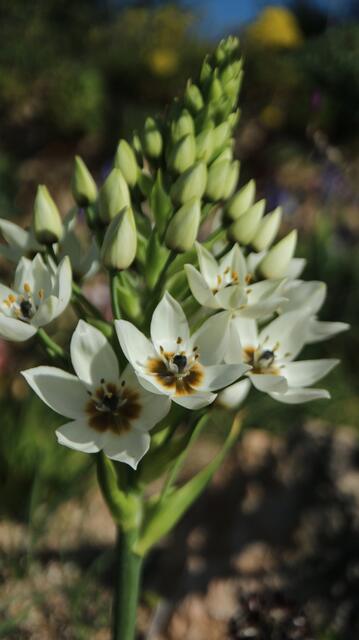 Ornithogalum thyrsoides