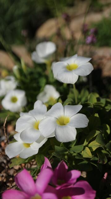 Oxalis adenodes