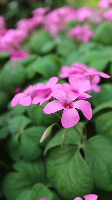 Oxalis articulata