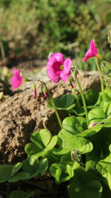 Oxalis bowiei