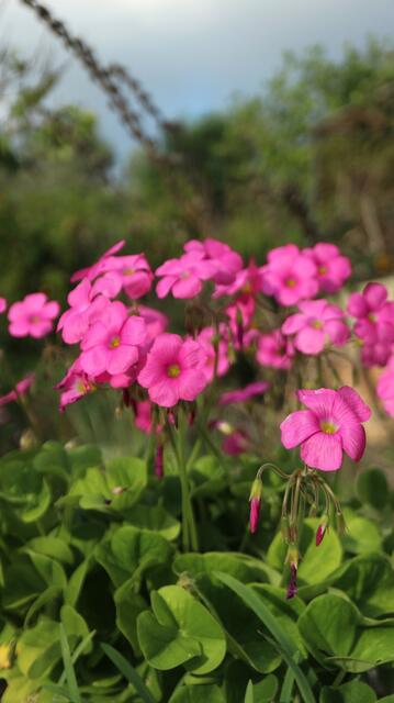 Oxalis bowiei